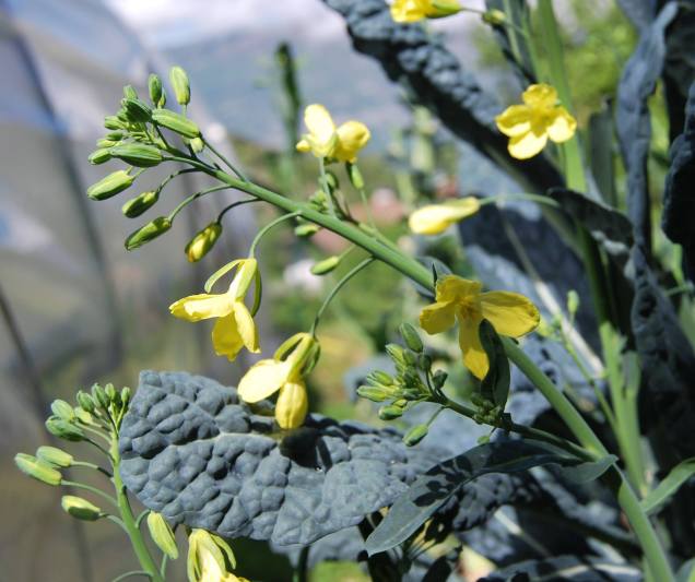 Cavolo nero in fiore