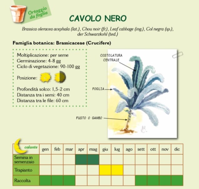 Scheda del cavolo nero. Morena Paola Carli, "L’orto dei bambini 2 – Schede tecniche di coltivazione di ortaggi e piante aromatiche", Edizioni Forme Libere – Trento, pp. 64-65.