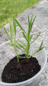 Piantine di cicerchia