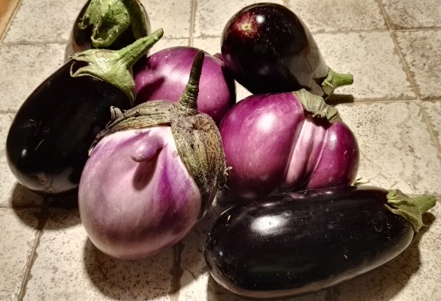 Melanzane appena raccolte