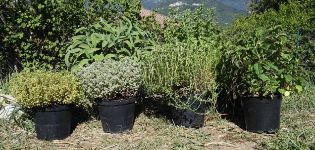 Piante aromatiche in vaso