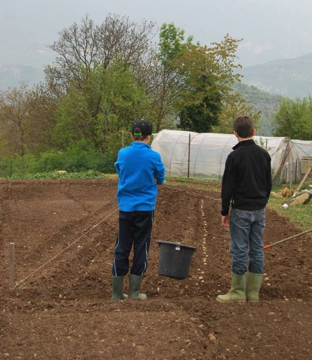 Seminare Seminare le patate
