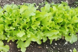 Lattuga