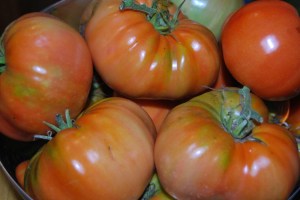 Pomodori appena raccolti