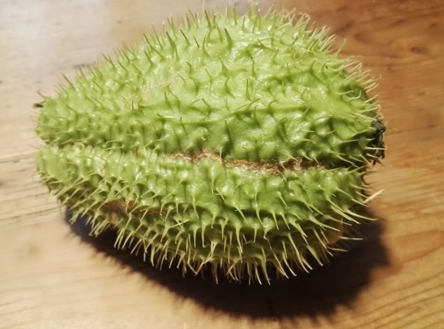 Zucca spinosa